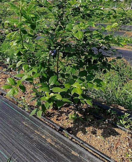 PEMI tkaná textília 100 g/m², rozmer 3,2 x 100 m, farba ČIERNA