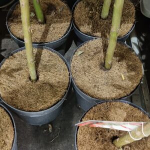 KOKOSOVÝ kruh, ochrana pred burinou 800 g/m² - 16 cm