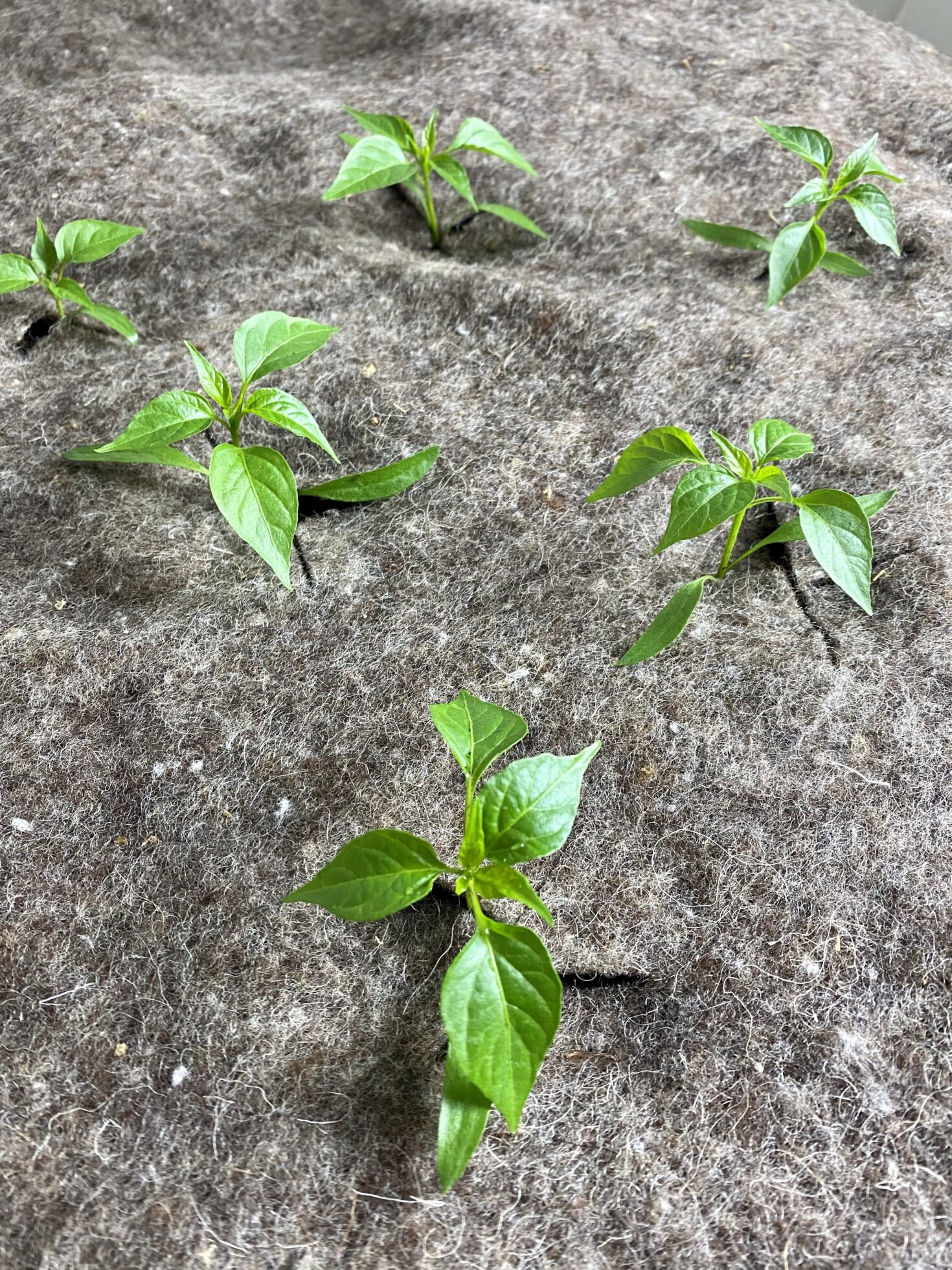 Netkaná textília z VLNENÉHO vlákna 250 g/m2