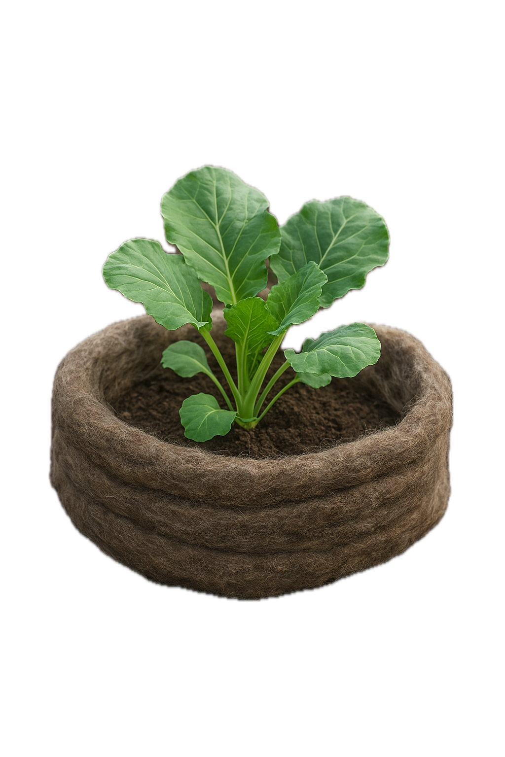 Ochrana proti slimákom z VLNENÉHO vlákna 500 g/m2